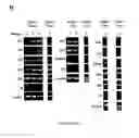 Fig. 84 - ADIPOSE-DERIVED STEM CELLS AND LATTICES