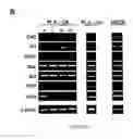 Fig. 95 - ADIPOSE-DERIVED STEM CELLS AND LATTICES