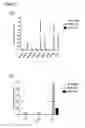 Fig. 10 - Pancreatic insulin-producing beta-cell lines derived from human pluripotent stem cells