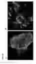 Fig. 14 - Pancreatic insulin-producing beta-cell lines derived from human pluripotent stem cells