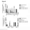 Fig. 24 - Pancreatic insulin-producing beta-cell lines derived from human pluripotent stem cells