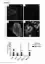 Fig. 25 - Pancreatic insulin-producing beta-cell lines derived from human pluripotent stem cells