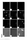 Fig. 30 - Pancreatic insulin-producing beta-cell lines derived from human pluripotent stem cells