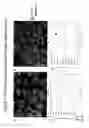 Fig. 08 - Podocyte cultures and uses thereof