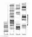 Fig. 04 - Modified polymerases for improved incorporation of nucleotide analogues