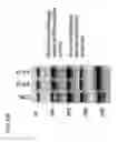 Fig. 28 - RNA Modification to Engineer Cas9 Activity