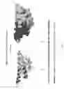 Fig. 04 - Scaffolded peptidic libraries and methods of making and screening the same