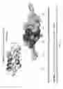 Fig. 06 - Scaffolded peptidic libraries and methods of making and screening the same