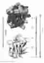 Fig. 07 - Scaffolded peptidic libraries and methods of making and screening the same