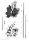 Fig. 08 - Scaffolded peptidic libraries and methods of making and screening the same