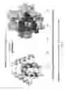 Fig. 09 - Scaffolded peptidic libraries and methods of making and screening the same