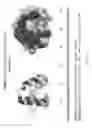 Fig. 28 - Scaffolded peptidic libraries and methods of making and screening the same