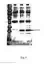 Fig. 10 - Fungal production system