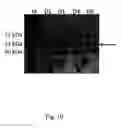 Fig. 11 - Fungal production system