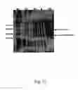 Fig. 13 - Fungal production system