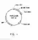 Fig. 02 - SB-UBI terminator sequence for gene expression in plants