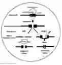 Fig. 01 - Gene editing in the oocyte by CAS9 nucleases
