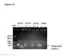 Fig. 22 - Dynamic flux nucleic acid sequence amplification