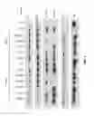 Fig. 02 - Biomarkers and methods for predicting benefit of adjuvant chemotherapy