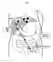 Fig. 08 - Method for examination of carcinogenic risk