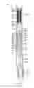 Fig. 01 - Down hole harmonic drive transmission