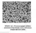 Fig. 02 - Fibers with multicomponent fibers used for coding