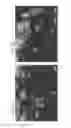 Fig. 06 - HIGH THROUGHPUT SCREENING OF AGENTS ON DOPAMINERGIC NEURONS
