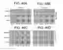 Fig. 42 - Magnetic microstructures for magnetic resonance imaging