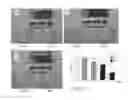Fig. 31 - Platelet Storage and Reduced Bacterial Proliferation in Platelet Products Using a Sialidase Inhibitor