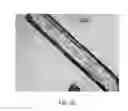 Fig. 09 - PHOTODEGRADABLE, BIOCOMPATIBLE AND EFFICIENT NANO-ENCAPSULATED FORMULATION