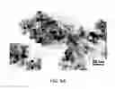 Fig. 17 - PHOTODEGRADABLE, BIOCOMPATIBLE AND EFFICIENT NANO-ENCAPSULATED FORMULATION