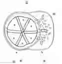 Fig. 01 - Headwear