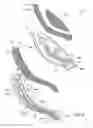 Fig. 06 - Article of footwear with a segmented plate