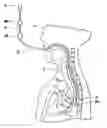 Fig. 01 - METHOD AND APPARATUS FOR PERFORMING TRANSESOPHAGEAL CARDIOVASCULAR PROCEDURES