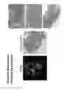Fig. 08 - WIDE FIELD RAMAN IMAGING APPARATUS AND ASSOCIATED METHODS