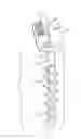 Fig. 01 - Composite Metal and Bone Orthopedic Fixation Devices
