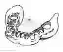 Fig. 01 - METHOD FOR PRODUCING A PROTHESIS BASE