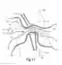 Fig. 07 - APPARATUS AND METHOD FOR REGENERATION OF LIGAMENTS AND TENDONS