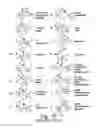 Fig. 12 - Neuronal circuit-dependent neuroprotection by interaction between nicotinic receptors
