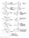 Fig. 13 - Neuronal circuit-dependent neuroprotection by interaction between nicotinic receptors