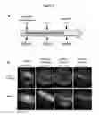 Fig. 03 - Methods and compositions for the treatment of ophalmic diseases and disorders