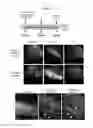 Fig. 04 - Methods and compositions for the treatment of ophalmic diseases and disorders