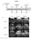 Fig. 05 - Methods and compositions for the treatment of ophalmic diseases and disorders
