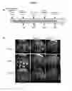 Fig. 06 - Methods and compositions for the treatment of ophalmic diseases and disorders