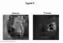 Fig. 10 - Methods and compositions for the treatment of ophalmic diseases and disorders