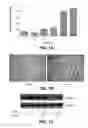 Fig. 02 - Methods of inhibiting IGF-1R activation or downtream signalling thereof to reduce radiation-induced cellular senescence