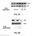 Fig. 06 - Methods of inhibiting IGF-1R activation or downtream signalling thereof to reduce radiation-induced cellular senescence