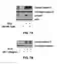 Fig. 08 - Methods of inhibiting IGF-1R activation or downtream signalling thereof to reduce radiation-induced cellular senescence