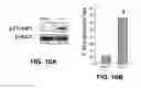 Fig. 11 - Methods of inhibiting IGF-1R activation or downtream signalling thereof to reduce radiation-induced cellular senescence