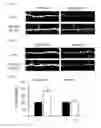 Fig. 06 - IMPROVING COGNITIVE FUNCTION